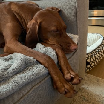 Downtown Dog Lounge - Ballard - Pet Training Near Me - Seattle, Washington