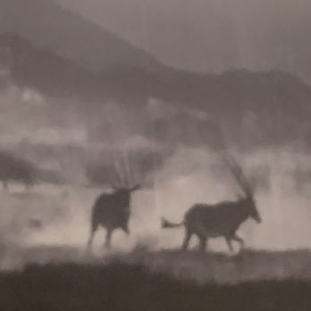 Prey Brewing - Arabian Oryx Extinct in the wild by the early 1970. Saved in zoos and private reserves. Reintroduced into the wild starting in 1980. - Cocktail Bars Near Me - Vista, California