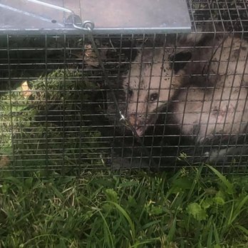 The Critter Catcher - Pest Control Near Me - Raymond, Mississippi The Critter Catcher - Pest Control Near Me - Raymond, Mississippi