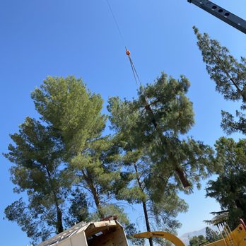 Castillo Tree Service - Tree Services Near Me