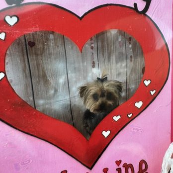 Loving Touch Pet Salon - Photo ops were offered for Valentine's Day and Super Bowl! - Pet Groomers Near Me - Warner Robins, Georgia Loving Touch Pet Salon - Photo ops were offered for Valentine's Day and Super Bowl! - Pet Groomers Near Me - Warner Robins, Georgia