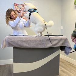 Masson Veterinary Hospital