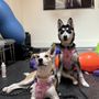 Photo of California Animal Rehabilitation