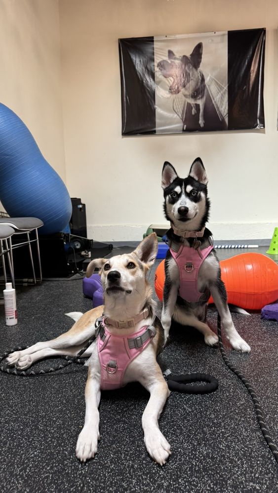 California Animal Rehabilitation - pet boarding facility in Los Angeles, CA