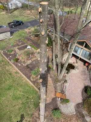 WOODPECKER TREE SERVICE - Updated January 2025 - 77 Photos - 5829