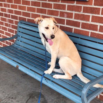 Off Leash K9 Training  - Pet Training Near Me - Murrieta, California