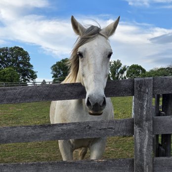 Black Barn Alpacas - Attraction Farms Near Me - Finksburg, Maryland