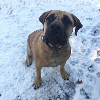 Pawsitively Lovable Dog Walking & Pet Sitting - Dog Walkers Near Me Pawsitively Lovable Dog Walking & Pet Sitting - Dog Walkers Near Me