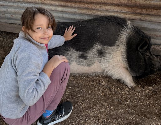 THE FARMYARD PONY & HORSE RIDES-PET-N-ZOO
