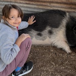 THE FARMYARD PONY & HORSE RIDES-PET-N-ZOO - Wilma the potbelly pig!