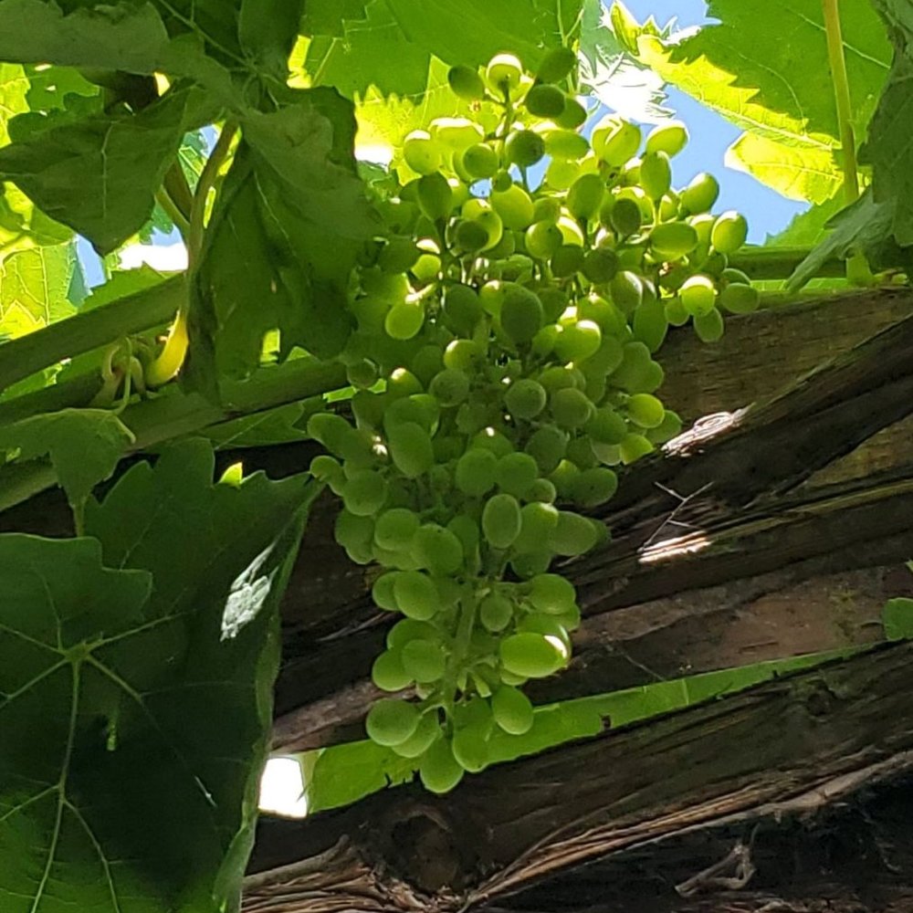 Longhouse Restaurant - Grapes vines in the outdoors dining area. - New American Near Me - Gilroy, California Longhouse Restaurant - Grapes vines in the outdoors dining area. - New American Near Me - Gilroy, California