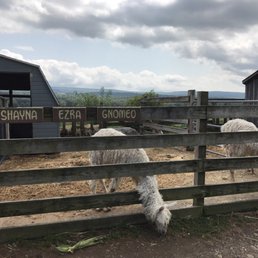 Lamas Lamas