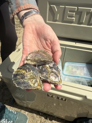 Morro Bay Oyster Company by null
