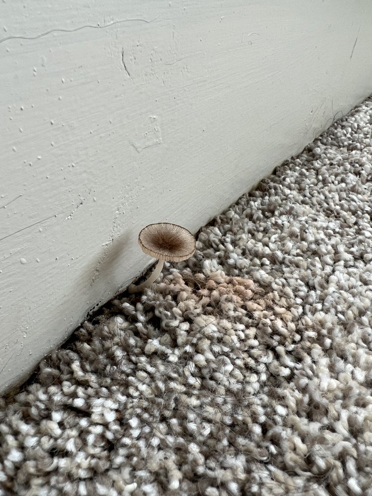 BELL SOUTH LAMAR APARTMENTS Updated September 2024 63 Photos & 54 Reviews 2717 S Lamar