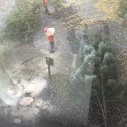 Crew cutting down trees. Crew cutting down trees.