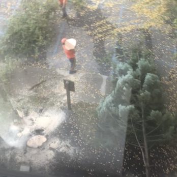 Hyatt Place Columbus/Worthington - Crew cutting down trees. - Hotels Near Me - Columbus, Ohio Hyatt Place Columbus/Worthington - Crew cutting down trees. - Hotels Near Me - Columbus, Ohio