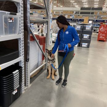 Challenge Accepted K9s and Solutions - 6 month old Simba working on engagement in Lowe's. We always train in an environment like this. It creates natural distractions. - Pet Training Near Me Challenge Accepted K9s and Solutions - 6 month old Simba working on engagement in Lowe's. We always train in an environment like this. It creates natural distractions. - Pet Training Near Me