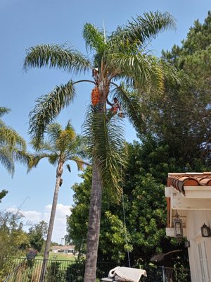 Palm Tree Care - Palm Tree Care
Established in 2007.
I have a 16 year of experience in gardening, landscaping, and construction Palm Tree Care - Palm Tree Care
Established in 2007.
I have a 16 year of experience in gardening, landscaping, and construction