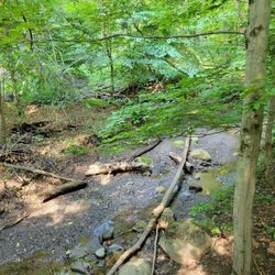 Hogback Ridge Preserve - Ravine area