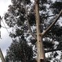 Photo of Take a Bough Tree Care