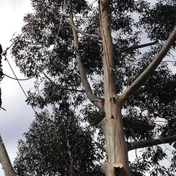 Take a Bough Tree Care