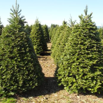 Hicks Tree Farms - Grand Fir - Christmas Trees Near Me - Olympia, Washington Hicks Tree Farms - Grand Fir - Christmas Trees Near Me - Olympia, Washington