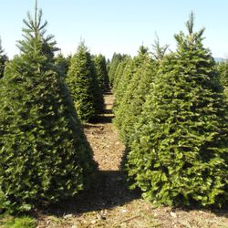Hicks Tree Farms - Grand Fir