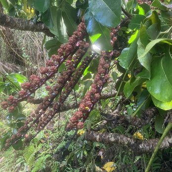Makiki Valley Trail - Hiking Near Me - Honolulu, Hawaii