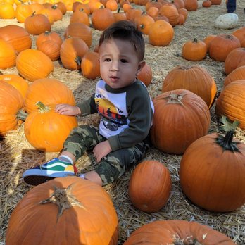Boa Vista Orchards - Boa Vista Pumpkin Patch - Fruits & Veggies Near Me - Placerville, California