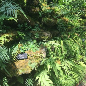 Garfield Park Conservatory - I love this rocky topography with ferns and plants tucked into crevices. A photo doesn't do it justice. - Parks Near Me - Chicago, Illinois