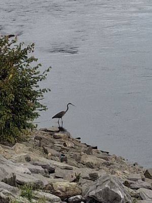 Tennessee Riverpark by null