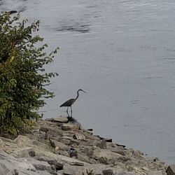 Tennessee Riverpark