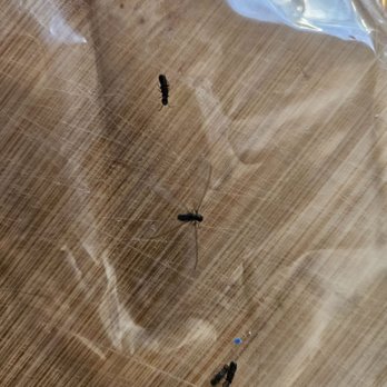 MacroPest Exterminators - Termites! (Note the wings, theyre equal in size, so subterranean, as Eliseo explained) - Pest Control Near Me - Santa Clarita, California
