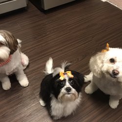 The Grooming Parlor - Freshly groomed and looking good