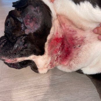 PetSuites Westover Hills - Thursday - post vet - Pet Boarding Near Me - San Antonio, Texas PetSuites Westover Hills - Thursday - post vet - Pet Boarding Near Me - San Antonio, Texas