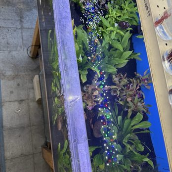 Tokyo Aquarium - Large selection of plants - Aquarium Services Near Me - Los Angeles, California