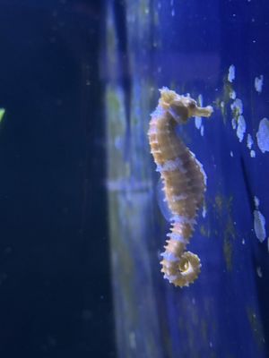 Key West Aquarium by null