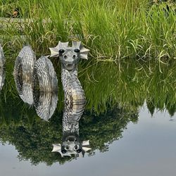 The Oregon Garden - August 24, 2025 - Mr. Ed and his reflection.
