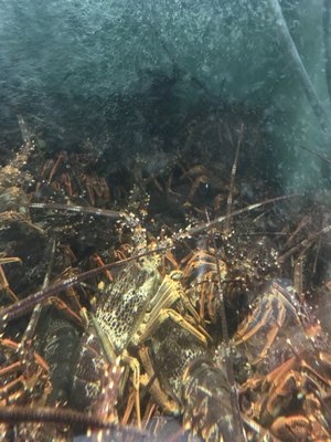 D&K Live Seafood by null