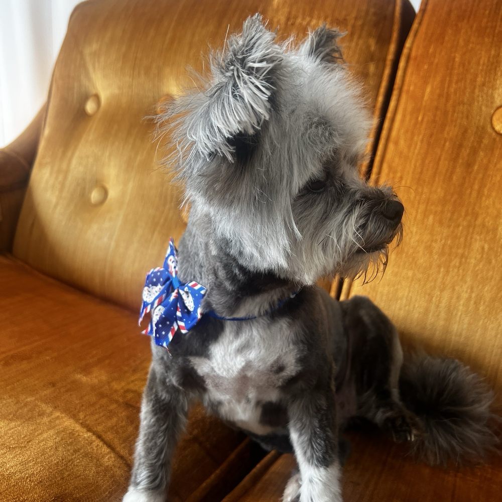 Barks & Bows Pet Spa - Pet Groomers Near Me - Chillicothe, Ohio