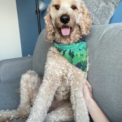 Happy Tails - Face trim!