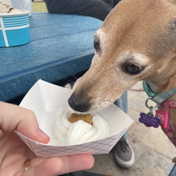 Working Cow Ice Cream & Eatery - A complimentary puppy ice cream! - Ice Cream & Frozen Yogurt Near Me - Punta Gorda, Florida Working Cow Ice Cream & Eatery - A complimentary puppy ice cream! - Ice Cream & Frozen Yogurt Near Me - Punta Gorda, Florida