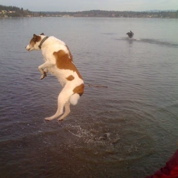 Magnuson Park Off-Leash Area - Cosmo airborne! - Dog Parks Near Me - Seattle, Washington