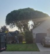 Isome's Tree Care - tree service in Boise, ID