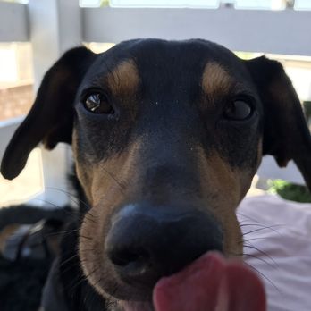 Pet Food Express - Skip my 6yo Dachshund Mix!! - Pet Stores Near Me - Long Beach, California Pet Food Express - Skip my 6yo Dachshund Mix!! - Pet Stores Near Me - Long Beach, California
