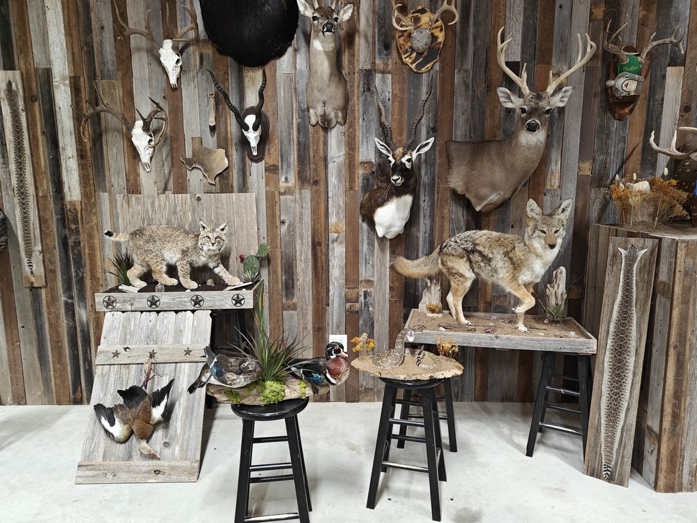 Lone Star Trophies Taxidermy - taxidermy in Floresville, TX