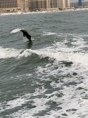 Little Toot Dolphin Adventure by null