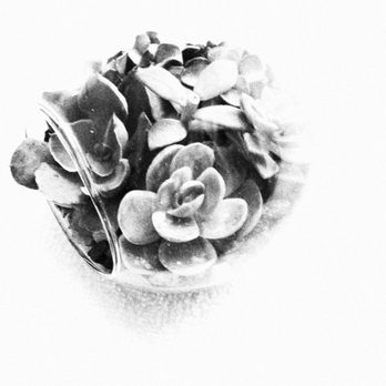 Grow Something - A little lightbulb terrarium with succulent clippings from Grow Something as well as a couple of my own tiny grown succulents. - Nurseries & Gardening Near Me - St. Thomas, Ontario Grow Something - A little lightbulb terrarium with succulent clippings from Grow Something as well as a couple of my own tiny grown succulents. - Nurseries & Gardening Near Me - St. Thomas, Ontario
