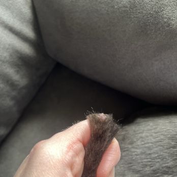 Fluffy Puppy Grooming Spa - Pet Groomers Near Me - Hamburg, New York Fluffy Puppy Grooming Spa - Pet Groomers Near Me - Hamburg, New York