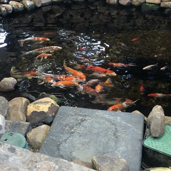 Jidd Motors Mitsubishi - Coi fish pond with mini waterfalls - Car Dealers Near Me - Des Plaines, Illinois Jidd Motors Mitsubishi - Coi fish pond with mini waterfalls - Car Dealers Near Me - Des Plaines, Illinois